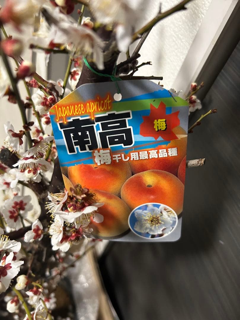 南高梅　苗木