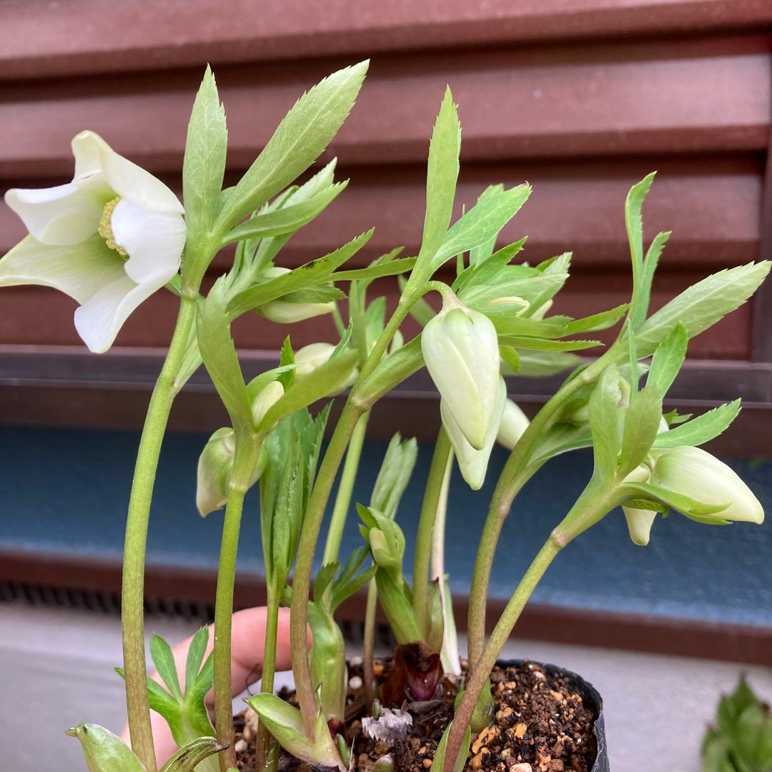 クリスマスローズ　小輪多花大株