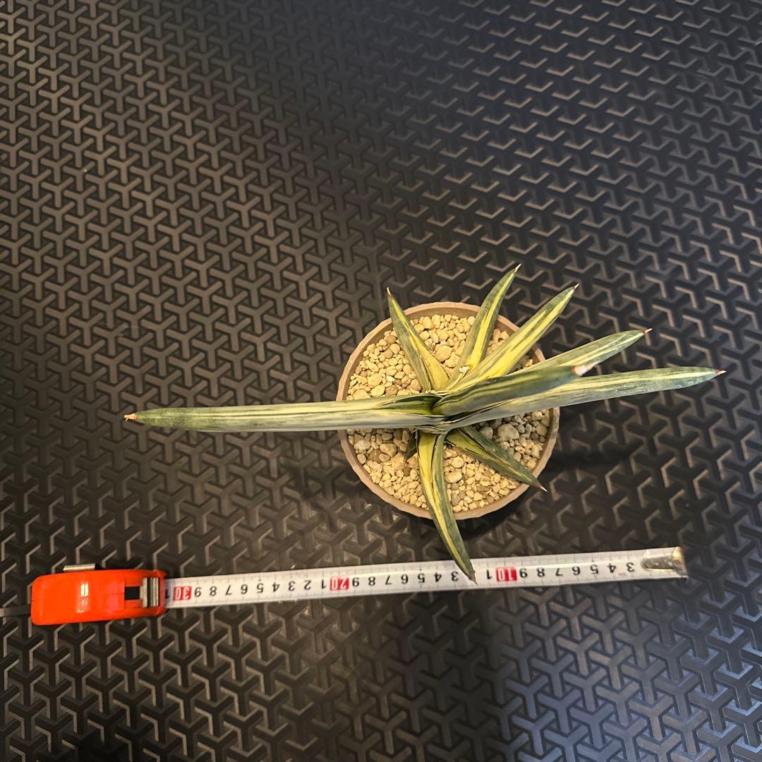 サンスベリア ブルークローン　斑入り