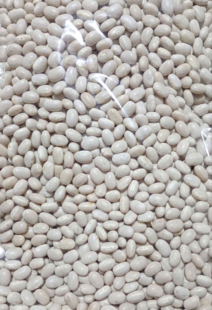 長野県産白いんげん豆　磨き薬品不使用　大手亡豆 5kg　白餡　数量限定　食品
