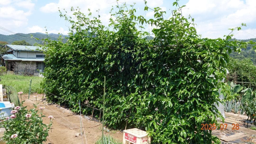 パッションフルーツ苗問い合わせ