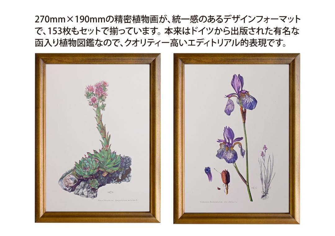 ドイツ有名出版社ボタニカルアートコレクション