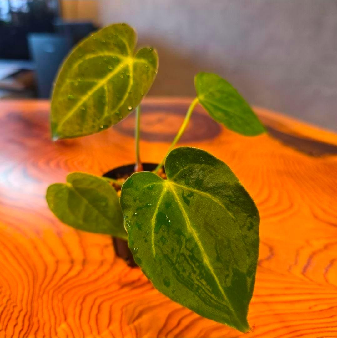 【パピリラミナム 】常湿OK♪実生株からの株分け アンスリウム 発根済