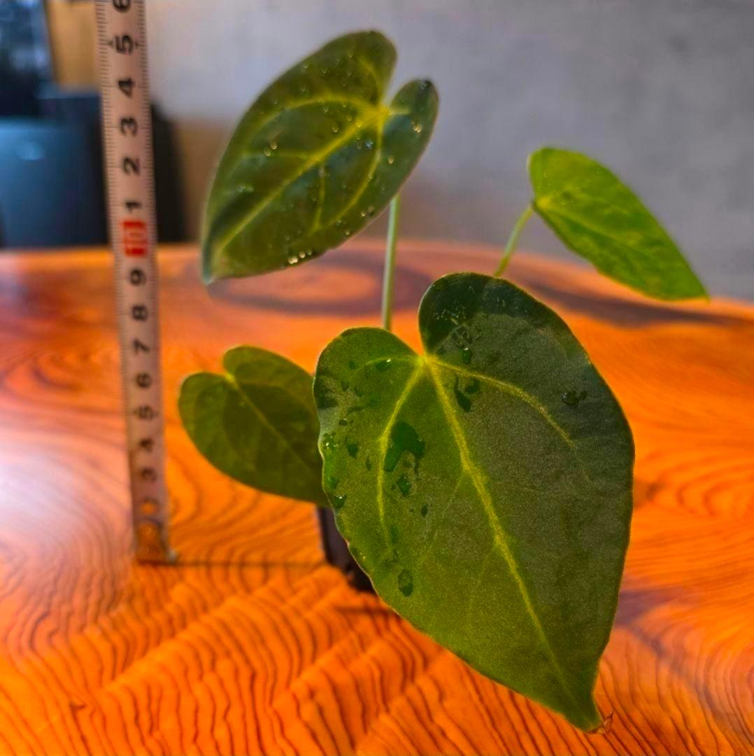 【パピリラミナム 】常湿OK♪実生株からの株分け アンスリウム 発根済