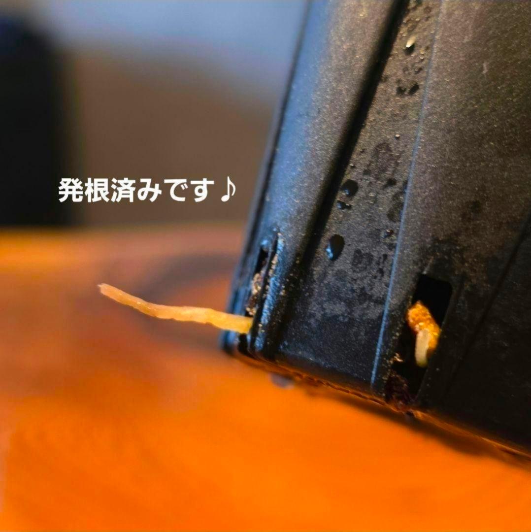 【パピリラミナム 】常湿OK♪実生株からの株分け アンスリウム 発根済