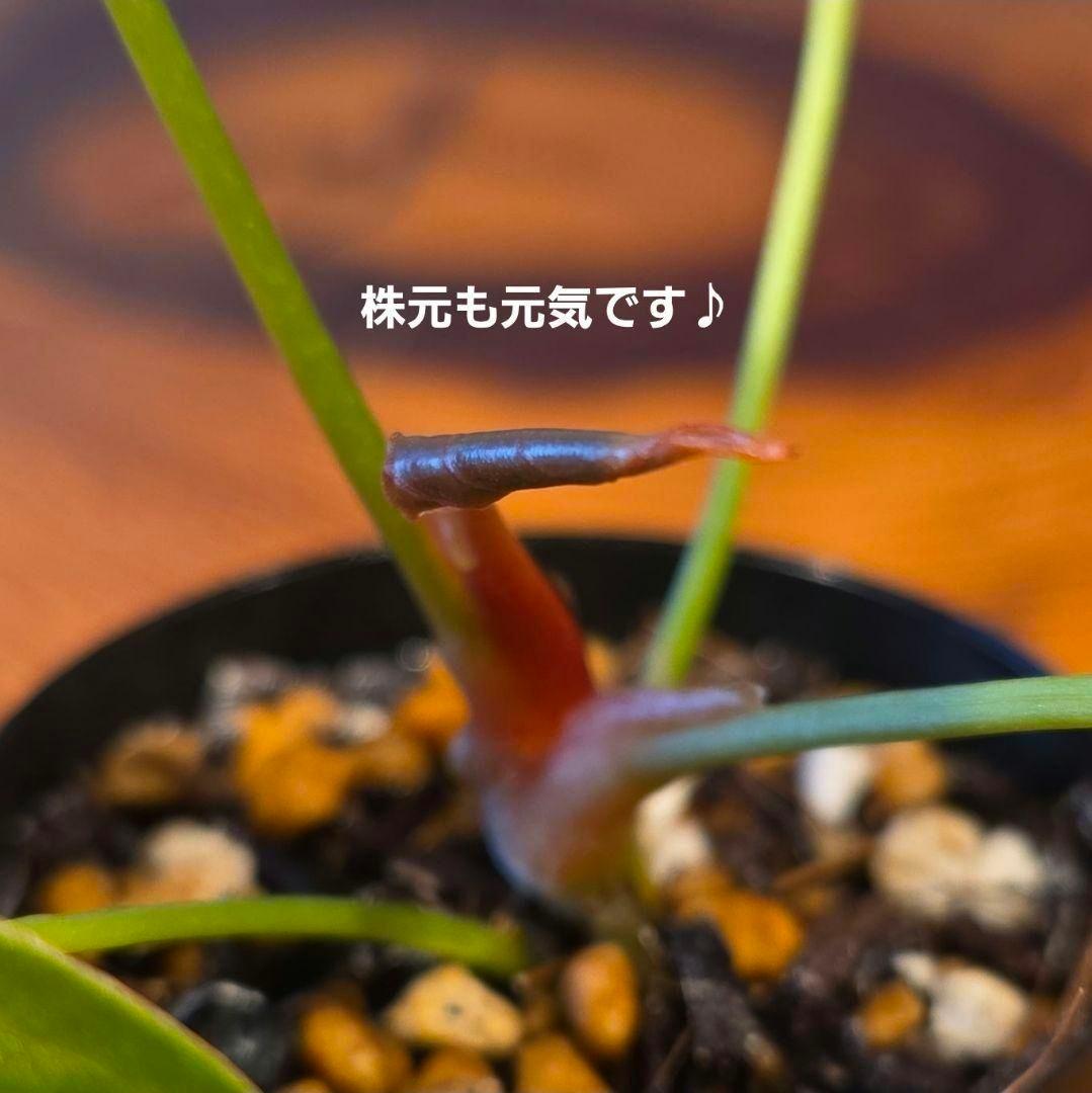 【パピリラミナム 】常湿OK♪実生株からの株分け アンスリウム 発根済