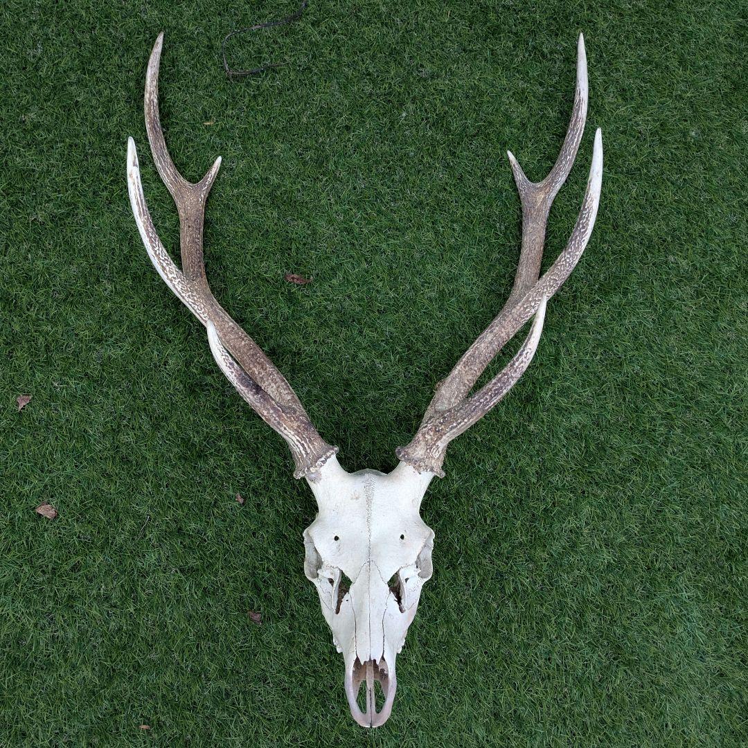 鹿の頭骨 角付き 大きめ　ニホンジカ