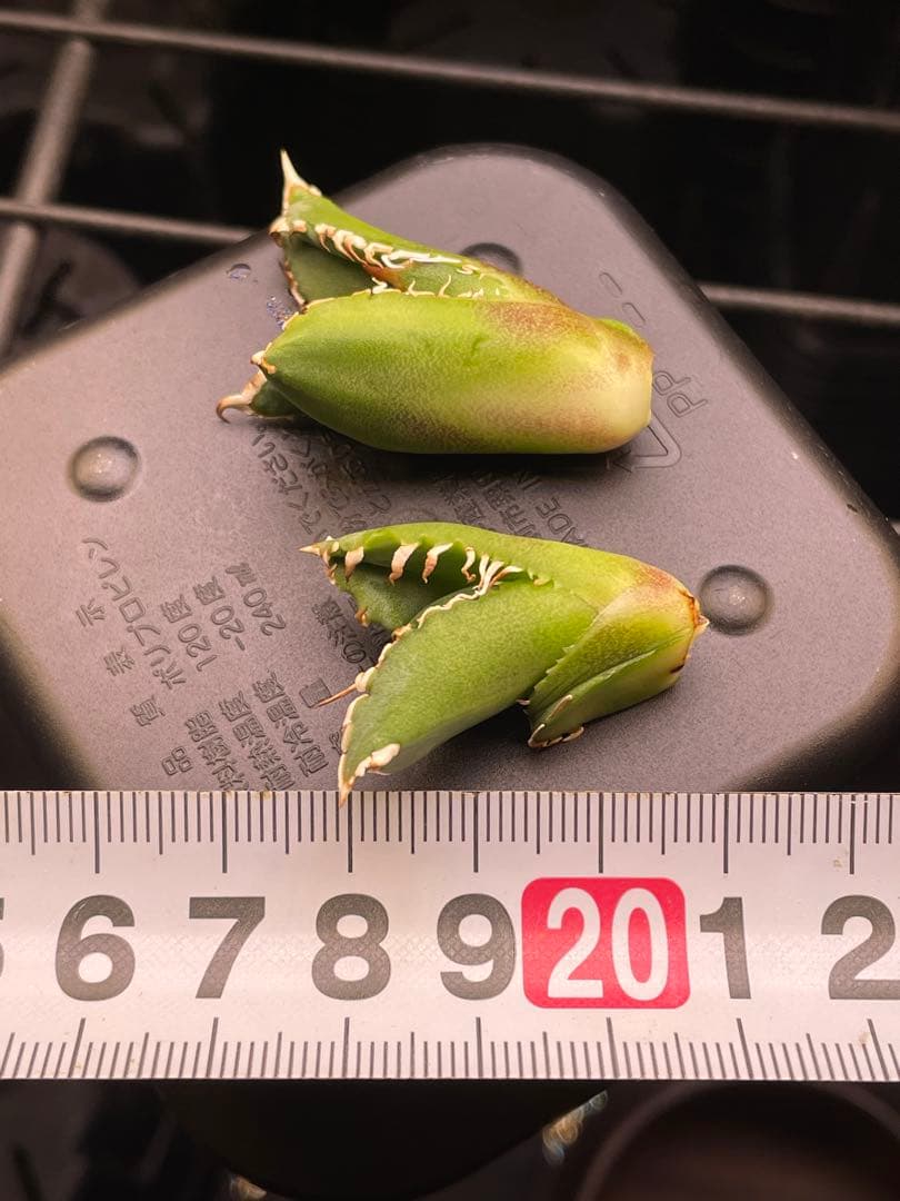 アガベ　大白鯊　ホオジロザメ　子株2株