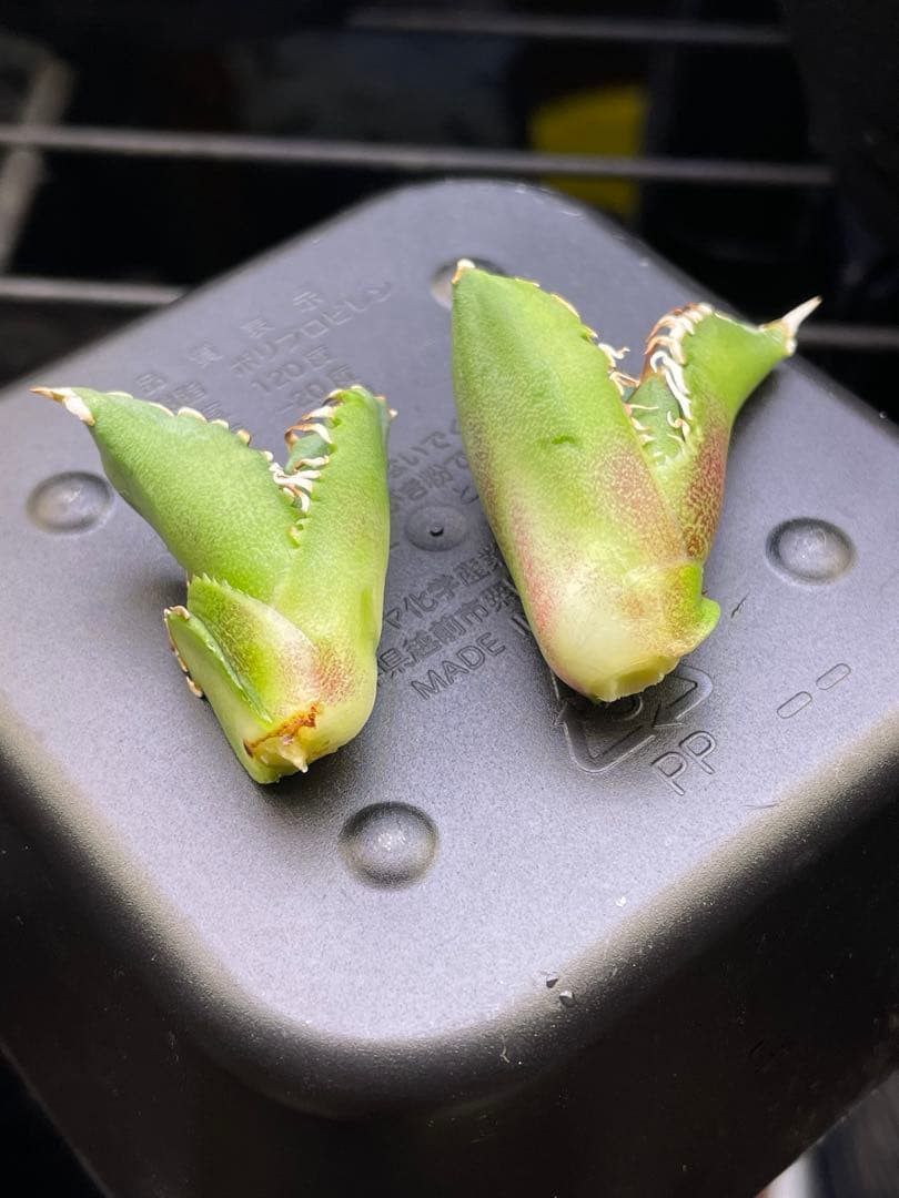 アガベ　大白鯊　ホオジロザメ　子株2株