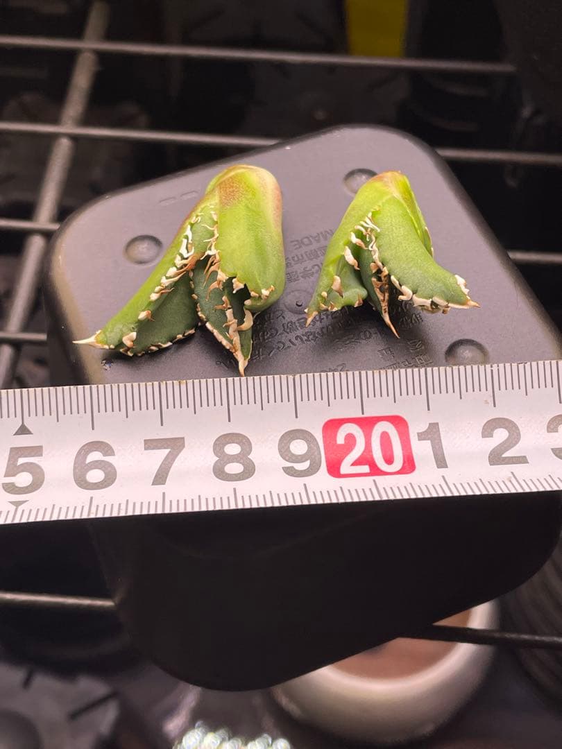 アガベ　大白鯊　ホオジロザメ　子株2株