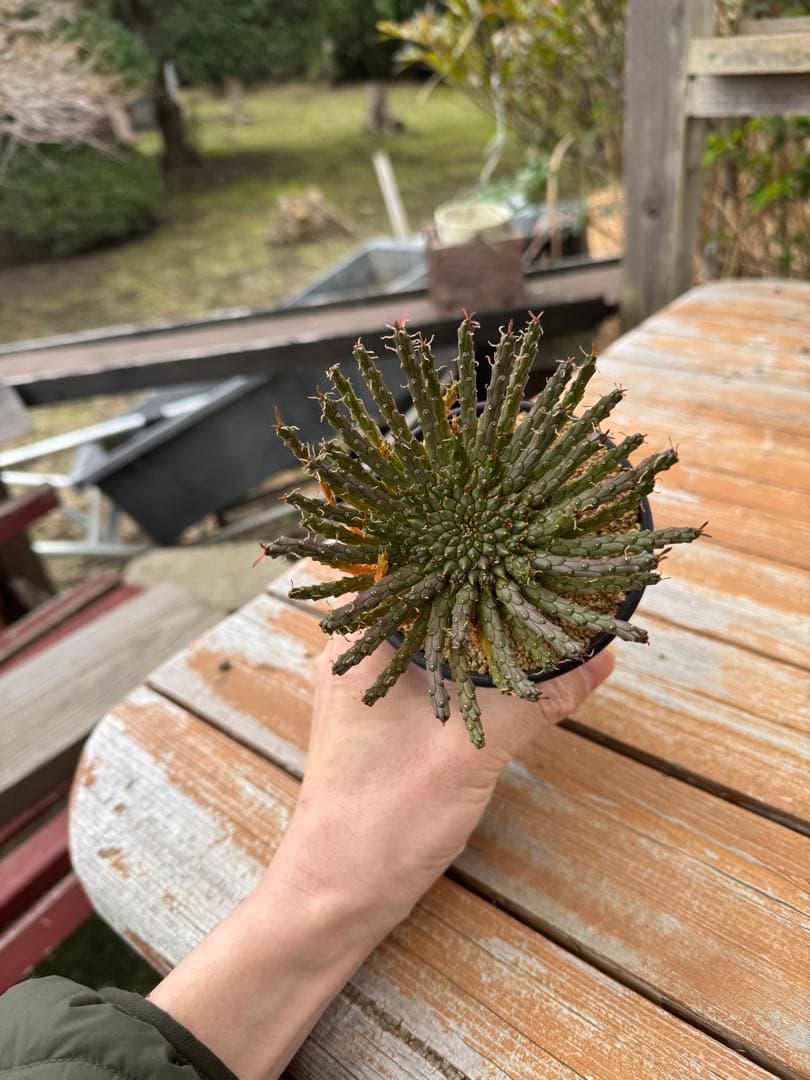 ユーフォルビア　ゴルゴニス