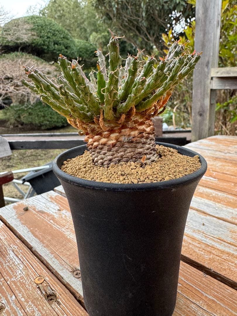 ユーフォルビア　ゴルゴニス