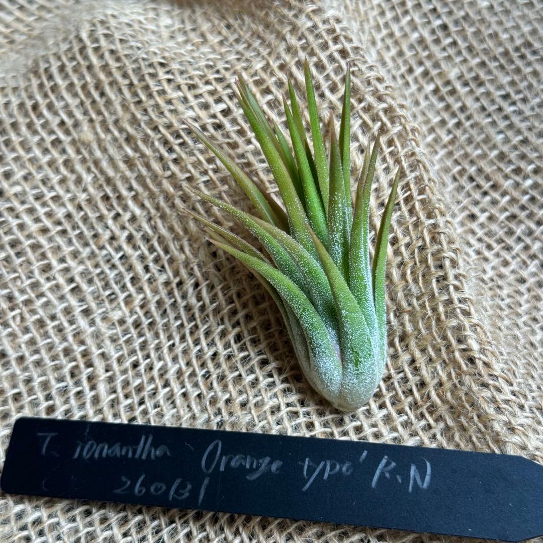 チランジア　イオナンタ　ドルイド　オレンジ
