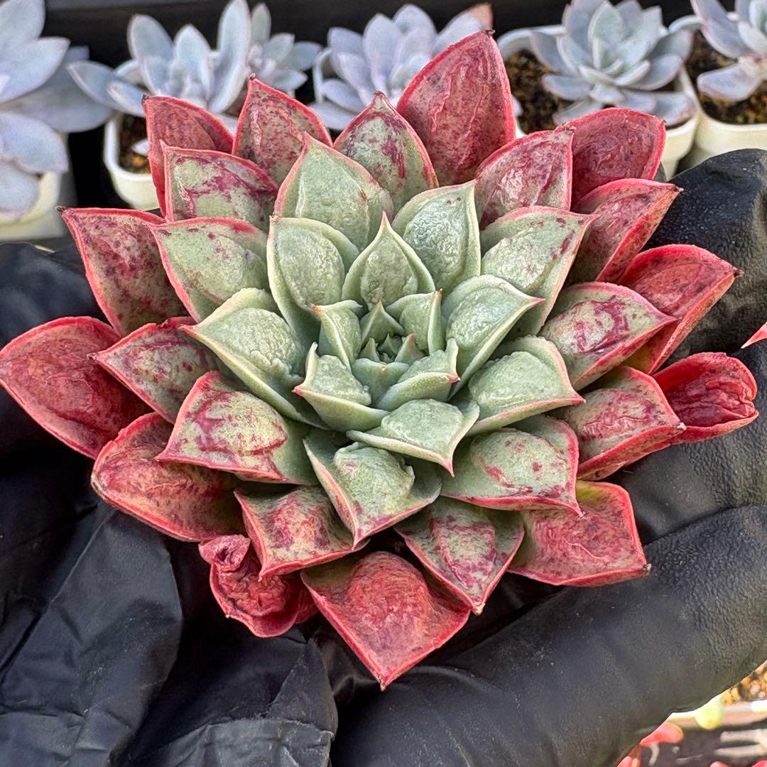 速達　8苗　ロンキドロップ　瘤系　エケベリア　多肉植物