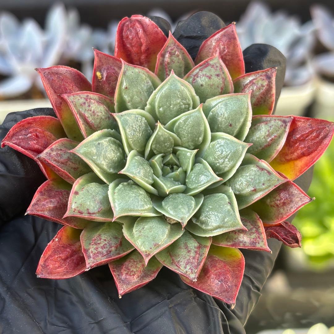 速達　8苗　ロンキドロップ　瘤系　エケベリア　多肉植物