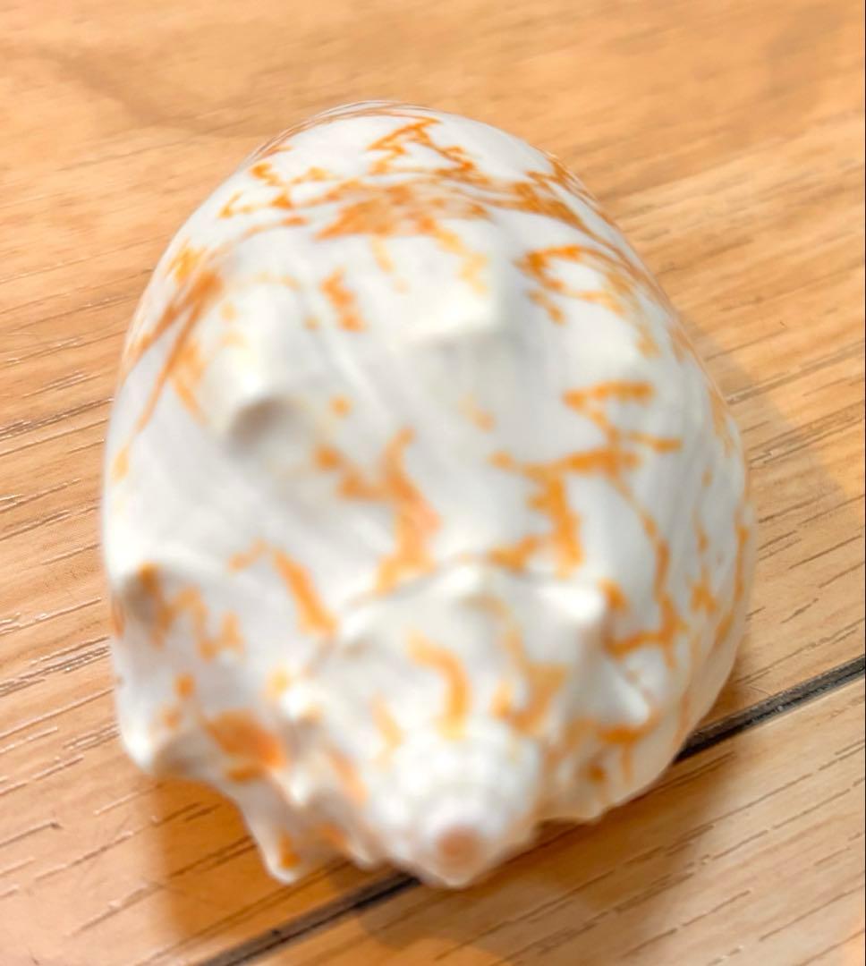 貝セット