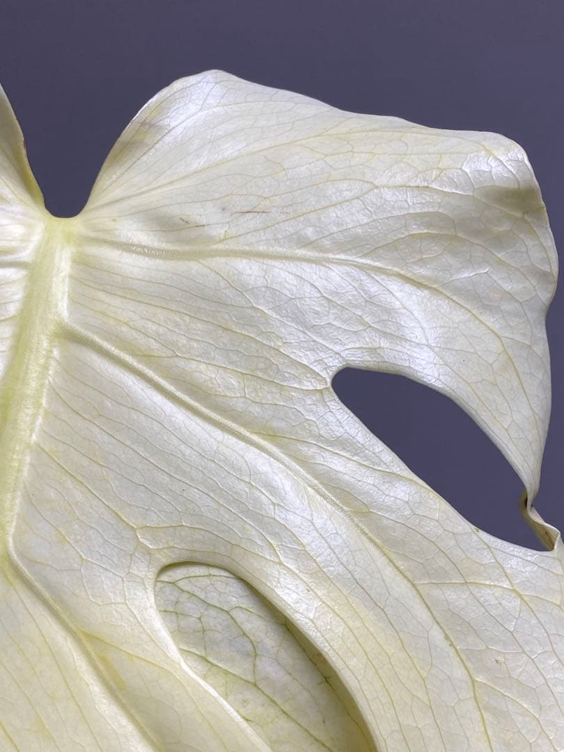 れ*い様 【大きめ白‼️】モンステラ　デリシオーサ　ホワイトモンスター　斑入り