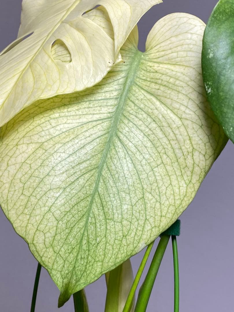 れ*い様 【大きめ白‼️】モンステラ　デリシオーサ　ホワイトモンスター　斑入り