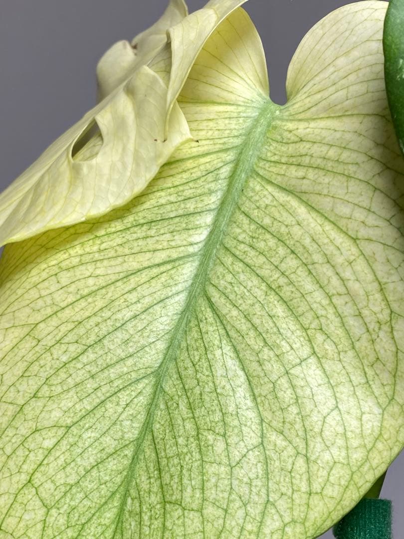 れ*い様 【大きめ白‼️】モンステラ　デリシオーサ　ホワイトモンスター　斑入り