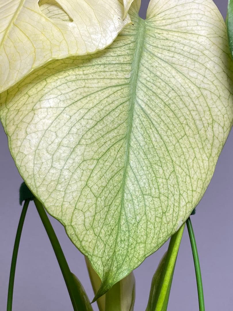 れ*い様 【大きめ白‼️】モンステラ　デリシオーサ　ホワイトモンスター　斑入り