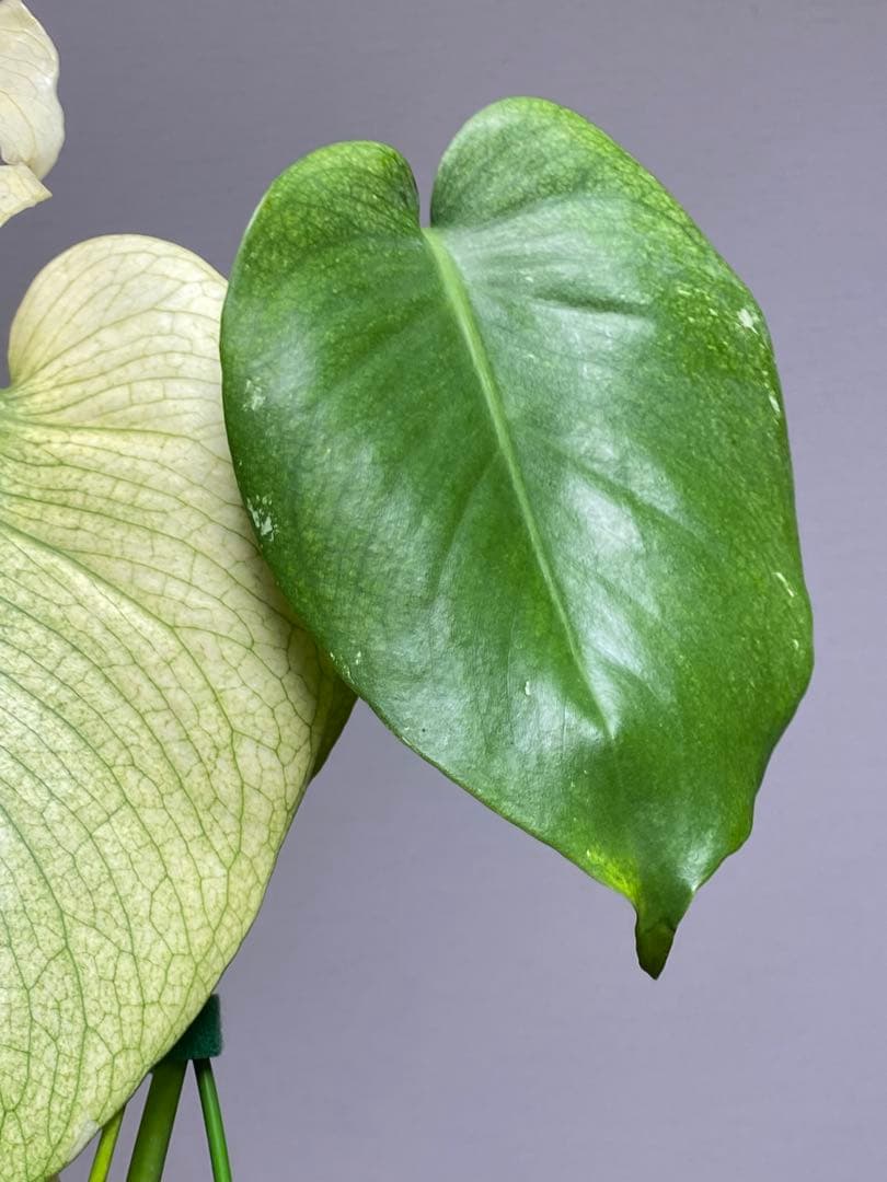 れ*い様 【大きめ白‼️】モンステラ　デリシオーサ　ホワイトモンスター　斑入り