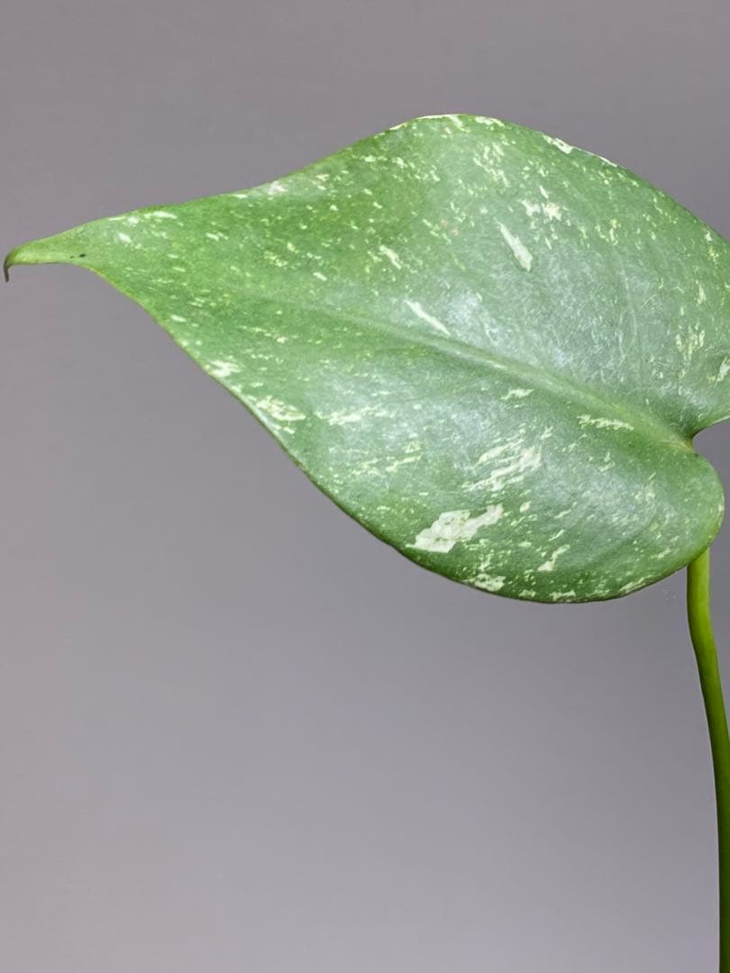 れ*い様 【大きめ白‼️】モンステラ　デリシオーサ　ホワイトモンスター　斑入り