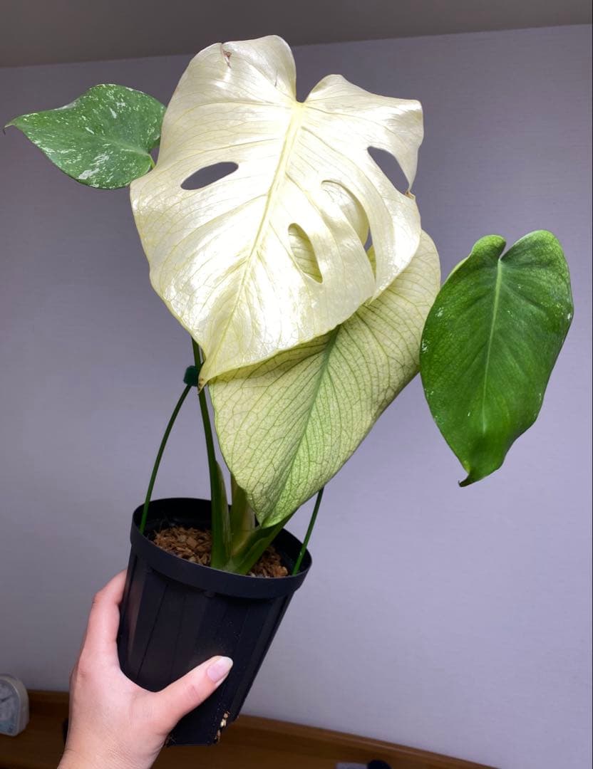 れ*い様 【大きめ白‼️】モンステラ　デリシオーサ　ホワイトモンスター　斑入り