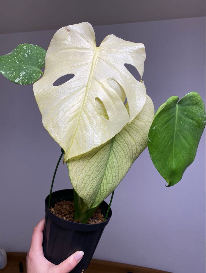 れ*い様 【大きめ白‼️】モンステラ　デリシオーサ　ホワイトモンスター　斑入り