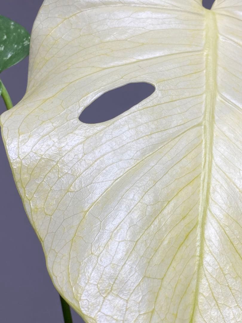 れ*い様 【大きめ白‼️】モンステラ　デリシオーサ　ホワイトモンスター　斑入り