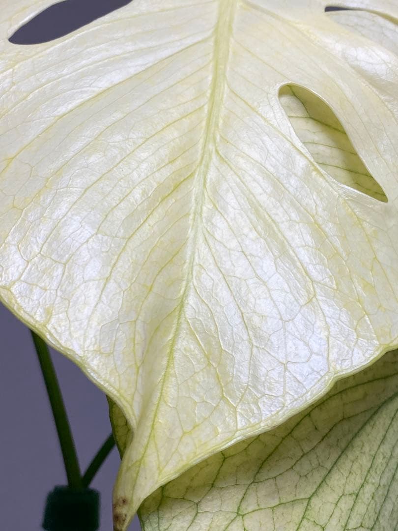 れ*い様 【大きめ白‼️】モンステラ　デリシオーサ　ホワイトモンスター　斑入り