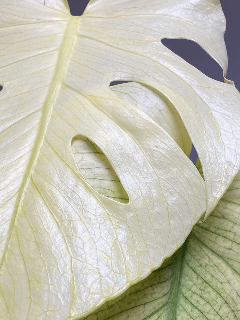 れ*い様 【大きめ白‼️】モンステラ　デリシオーサ　ホワイトモンスター　斑入り