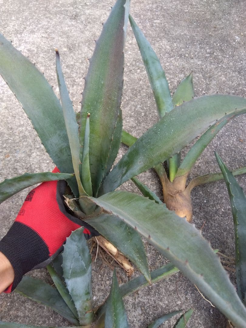 アガベ　アメリカーナ　斑無し＆斑入り　12株セット❗