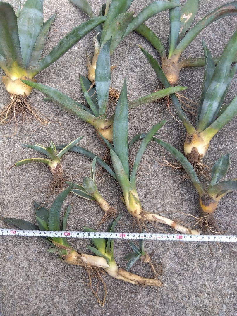 アガベ　アメリカーナ　斑無し＆斑入り　12株セット❗