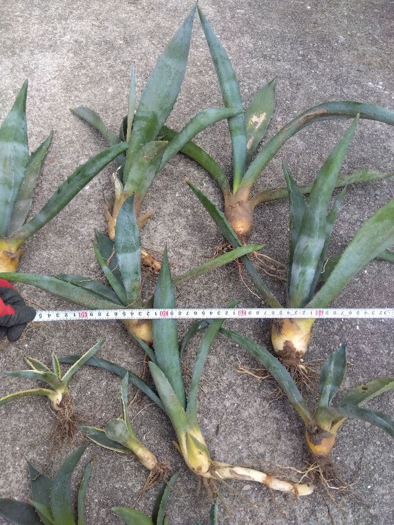 アガベ　アメリカーナ　斑無し＆斑入り　12株セット❗