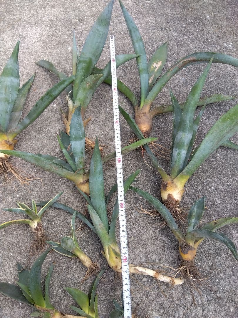 アガベ　アメリカーナ　斑無し＆斑入り　12株セット❗