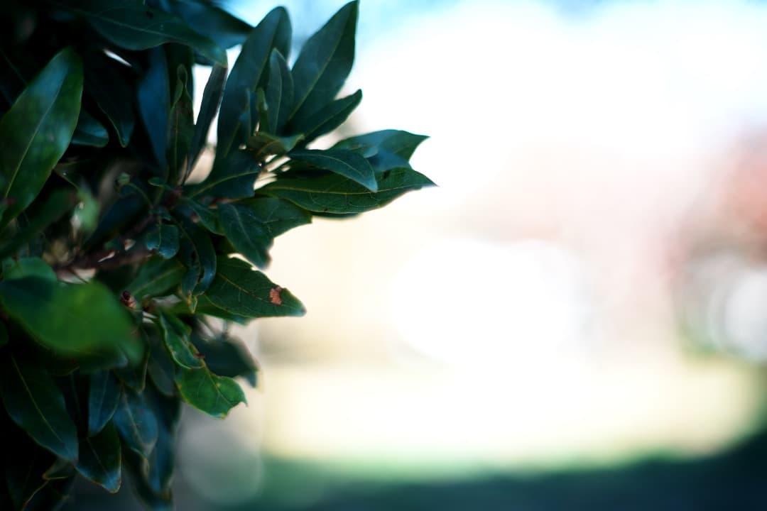 【虹色ゴースト】ミノルタ MC-ROKKOR PF 58mm F1.4 後 63