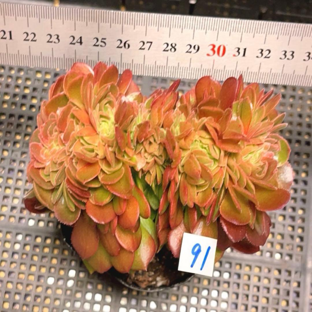 91#多肉植物アエオニウム錦❤️ ハロウィンセッカ ❤️13cm拔き苗