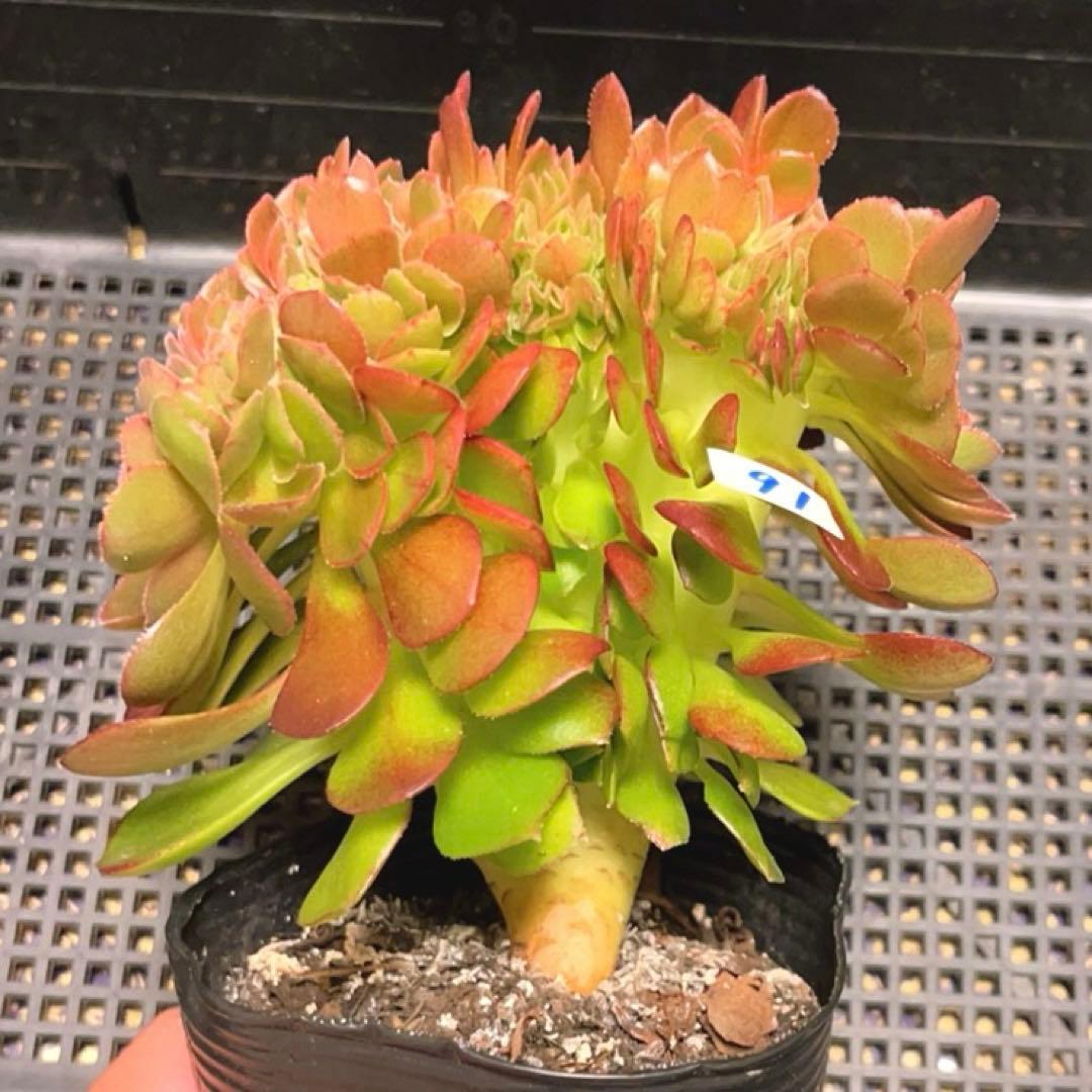 91#多肉植物アエオニウム錦❤️ ハロウィンセッカ ❤️13cm拔き苗