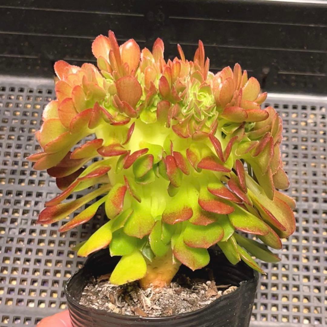 91#多肉植物アエオニウム錦❤️ ハロウィンセッカ ❤️13cm拔き苗