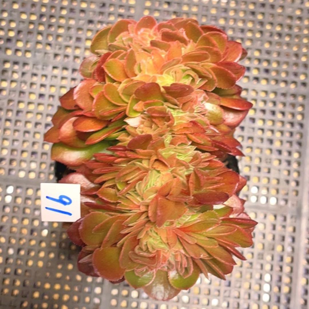 91#多肉植物アエオニウム錦❤️ ハロウィンセッカ ❤️13cm拔き苗