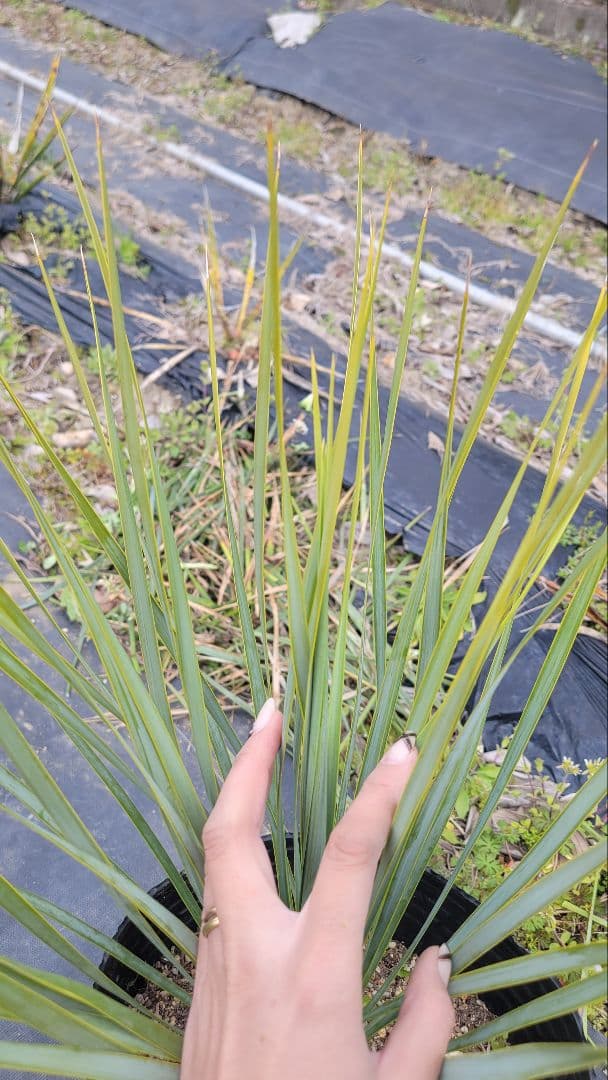 35、ユッカ ロストラータ20　 ポットごと発送