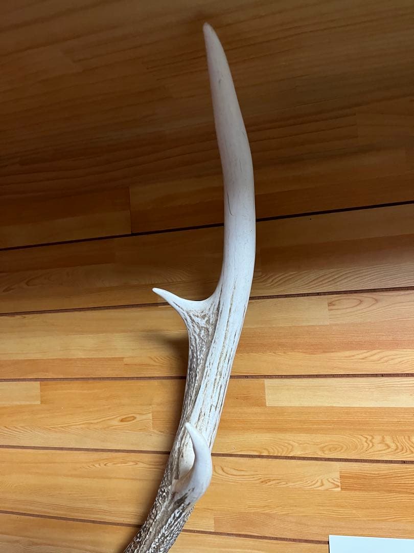 鹿の角 壁掛けインテリア
