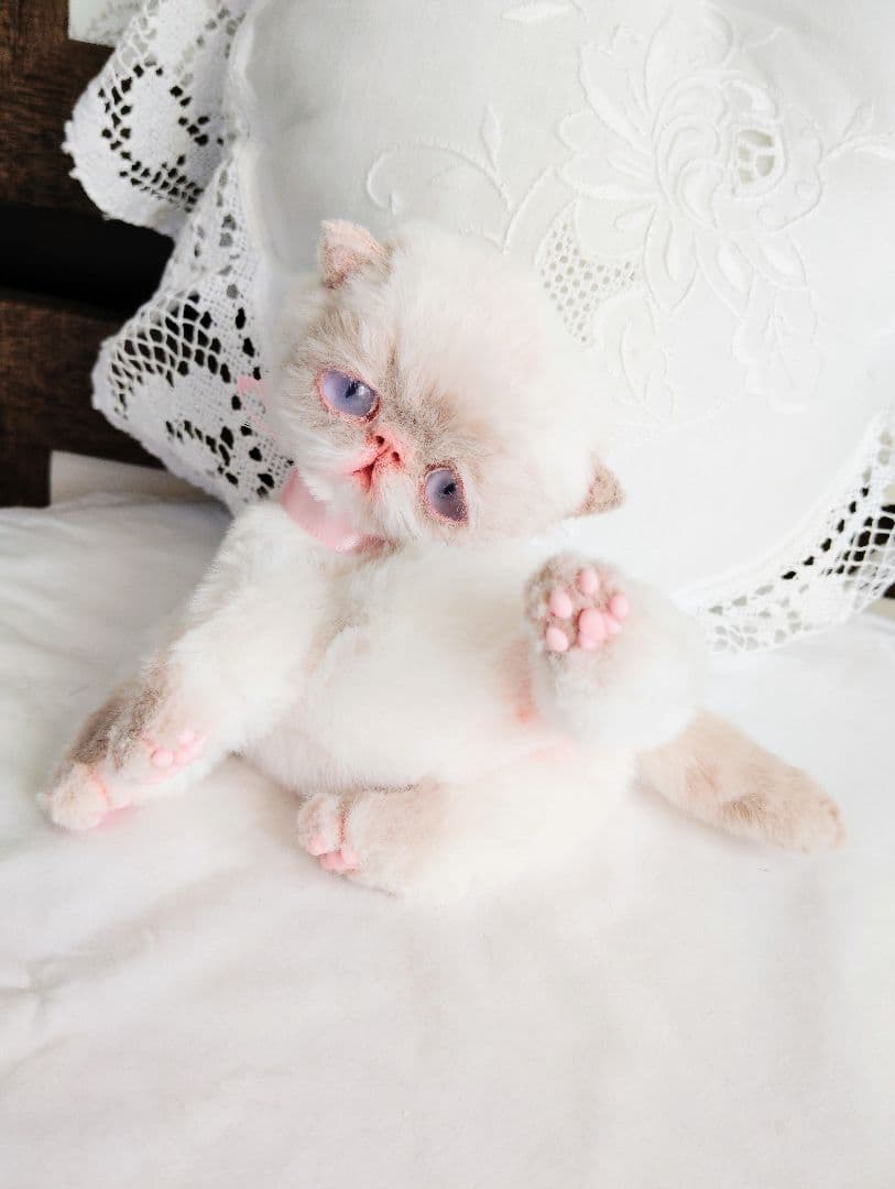 おふぅちゃんオーダー❤三つ子♡エキゾチック子猫ちゃん♡アートドール♡ぬいぐるみ