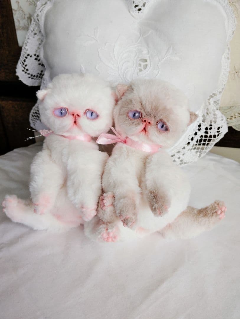 おふぅちゃんオーダー❤三つ子♡エキゾチック子猫ちゃん♡アートドール♡ぬいぐるみ