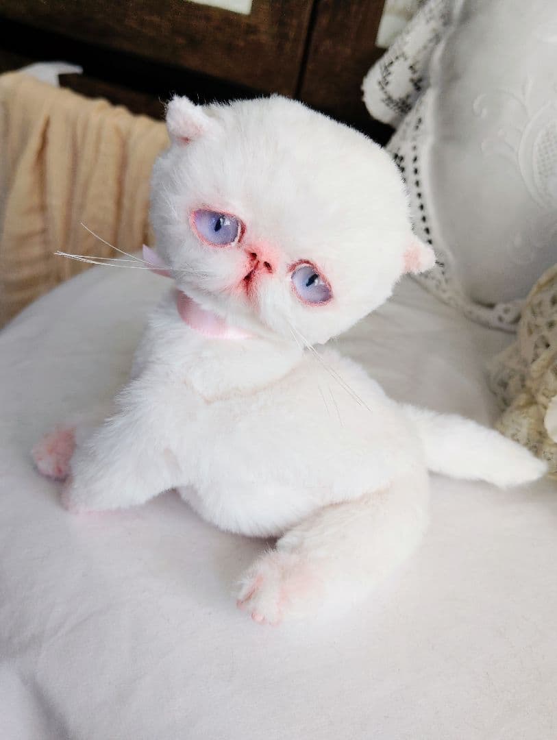 おふぅちゃんオーダー❤三つ子♡エキゾチック子猫ちゃん♡アートドール♡ぬいぐるみ