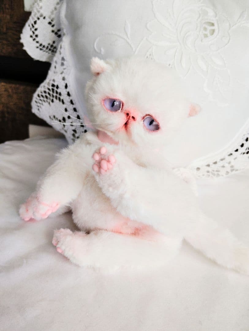 おふぅちゃんオーダー❤三つ子♡エキゾチック子猫ちゃん♡アートドール♡ぬいぐるみ