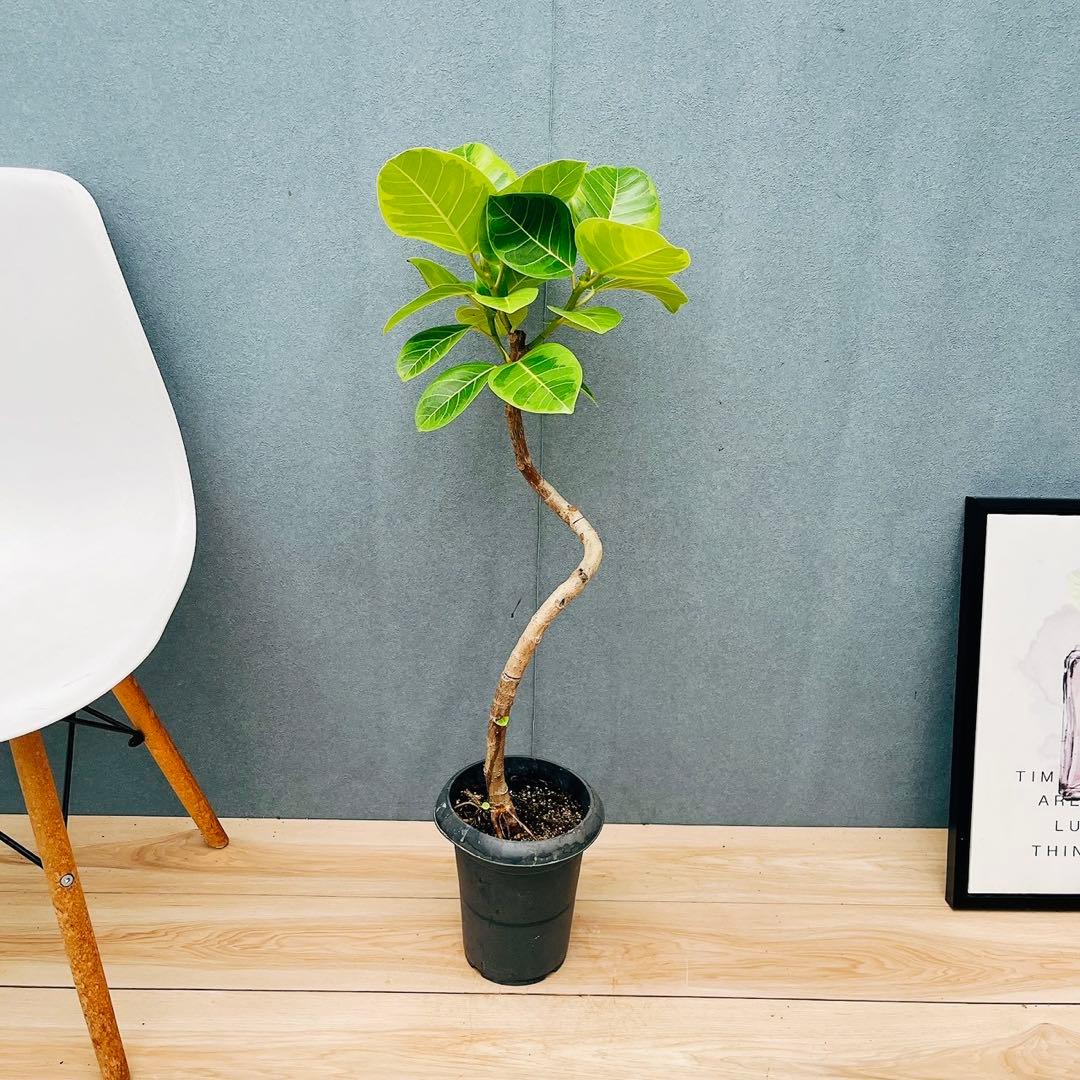 ［現品］A2 フィカス　アルテシマ　曲がり　6号　観葉植物　室内　ゴムの木　人気