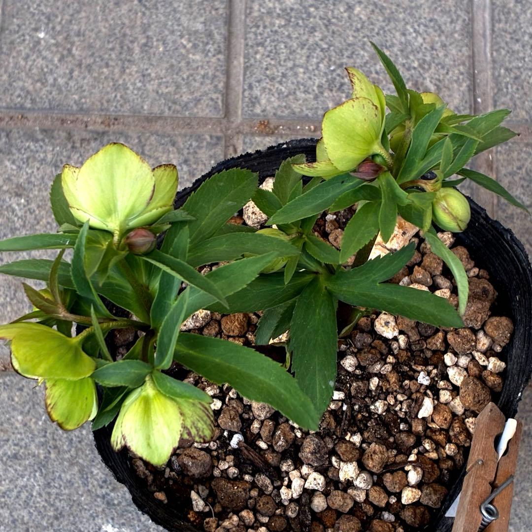 ひ*ち様 3502⭐️沢山蕾花付☘️⭐️プチドール⭐️小輪⭐️コンパクト⭐️コロ