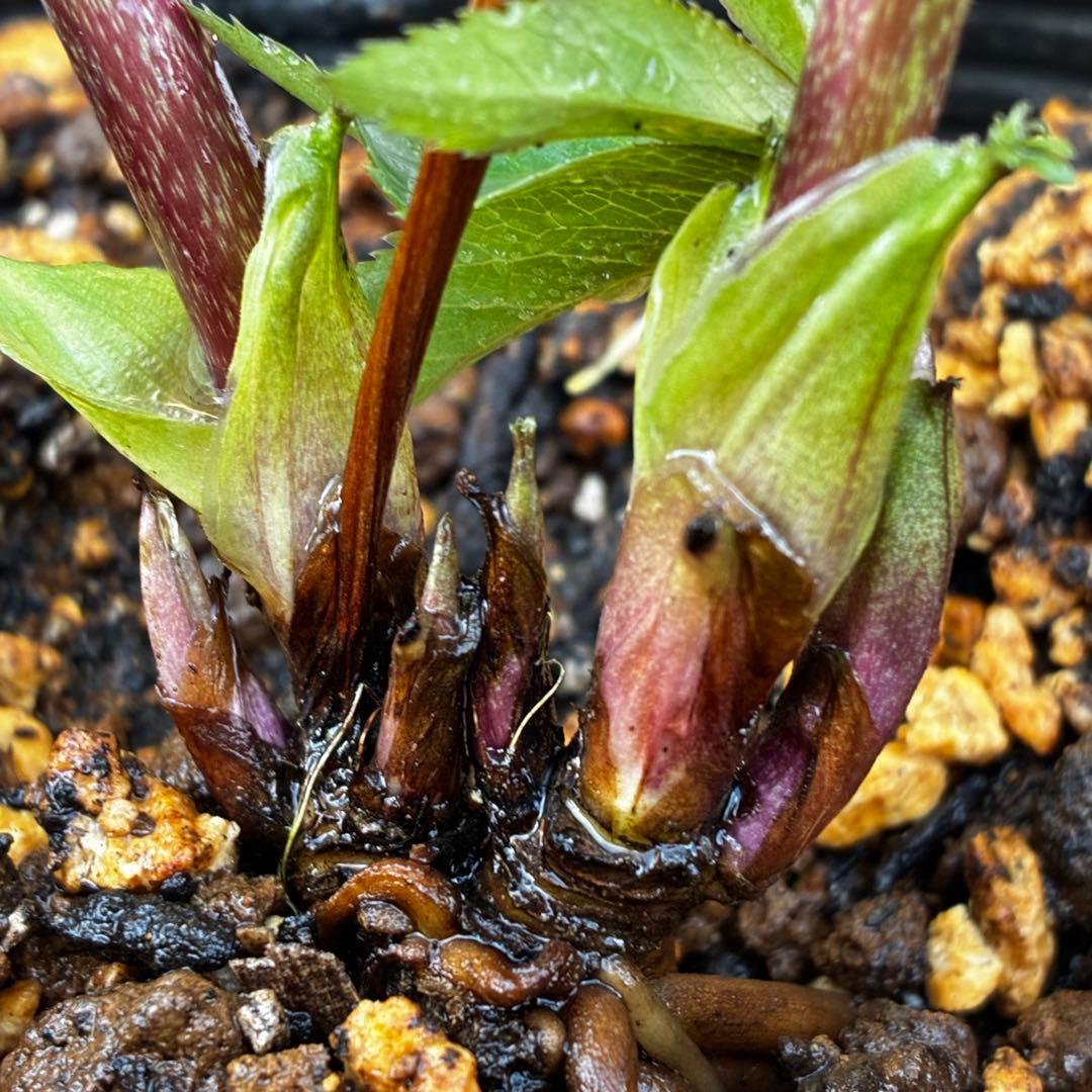 ひ*ち様 3502⭐️沢山蕾花付☘️⭐️プチドール⭐️小輪⭐️コンパクト⭐️コロ