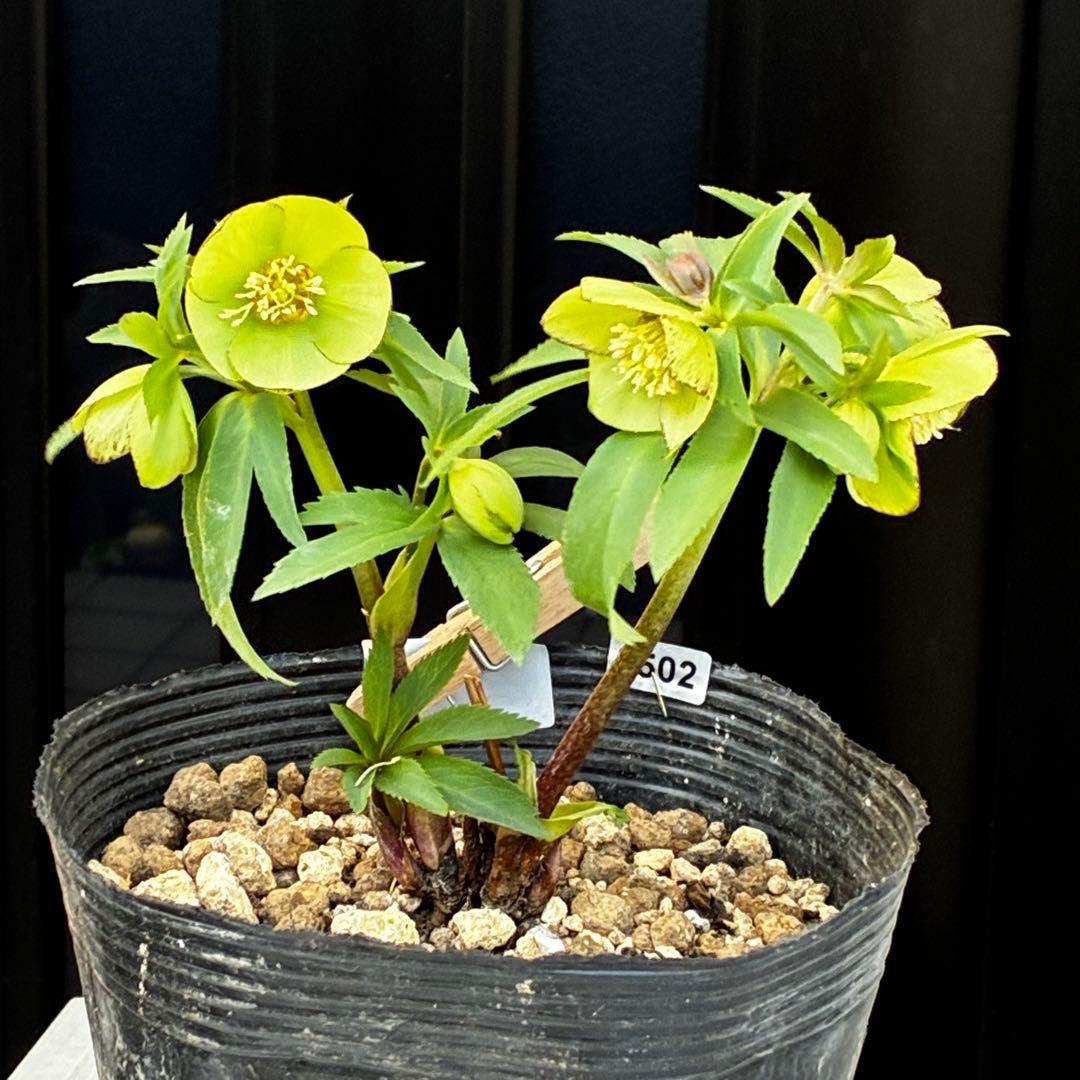 ひ*ち様 3502⭐️沢山蕾花付☘️⭐️プチドール⭐️小輪⭐️コンパクト⭐️コロ